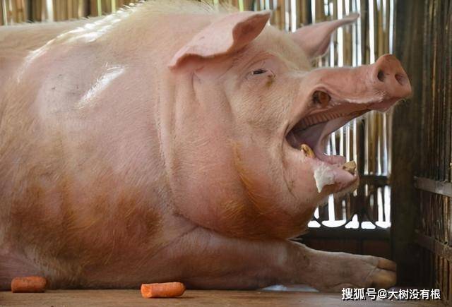 少年离开老大回，狗牛猪龙同一家打一准确生肖请全面释义、解释与落实、专家解答解释落实